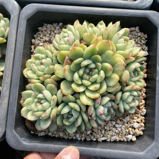 Echeveria Ice Angel