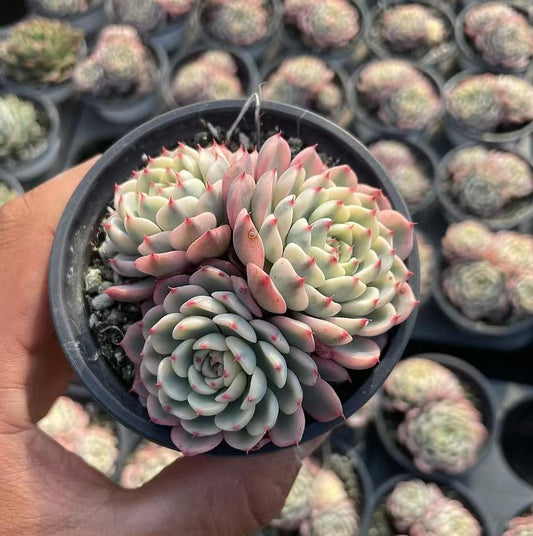 Echeveria Ji Lian (cluster)