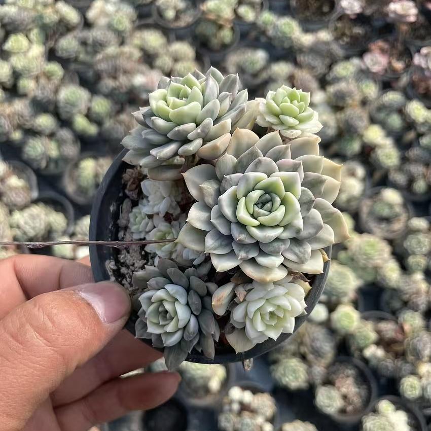 Echeveria Muppet