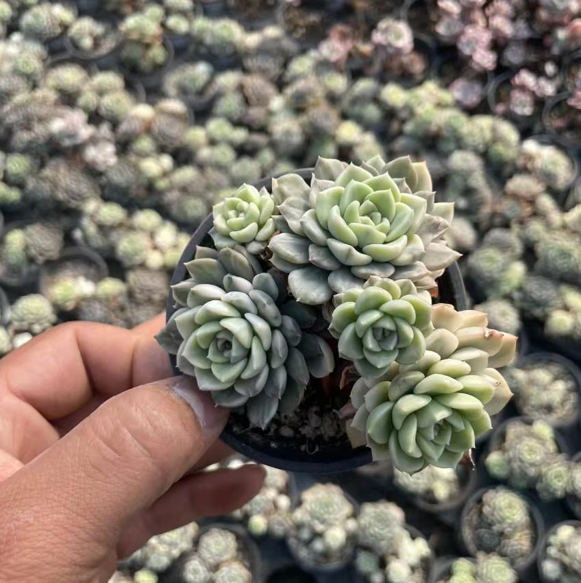 Echeveria Muppet