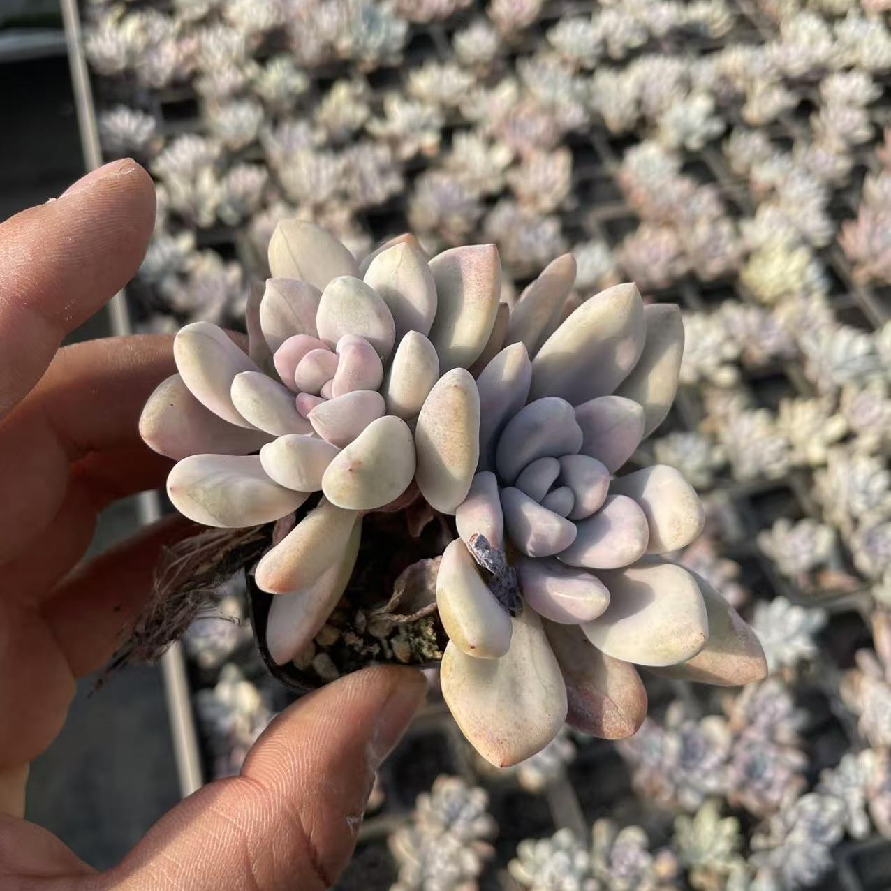 Echeveria Aurora (Double headed)