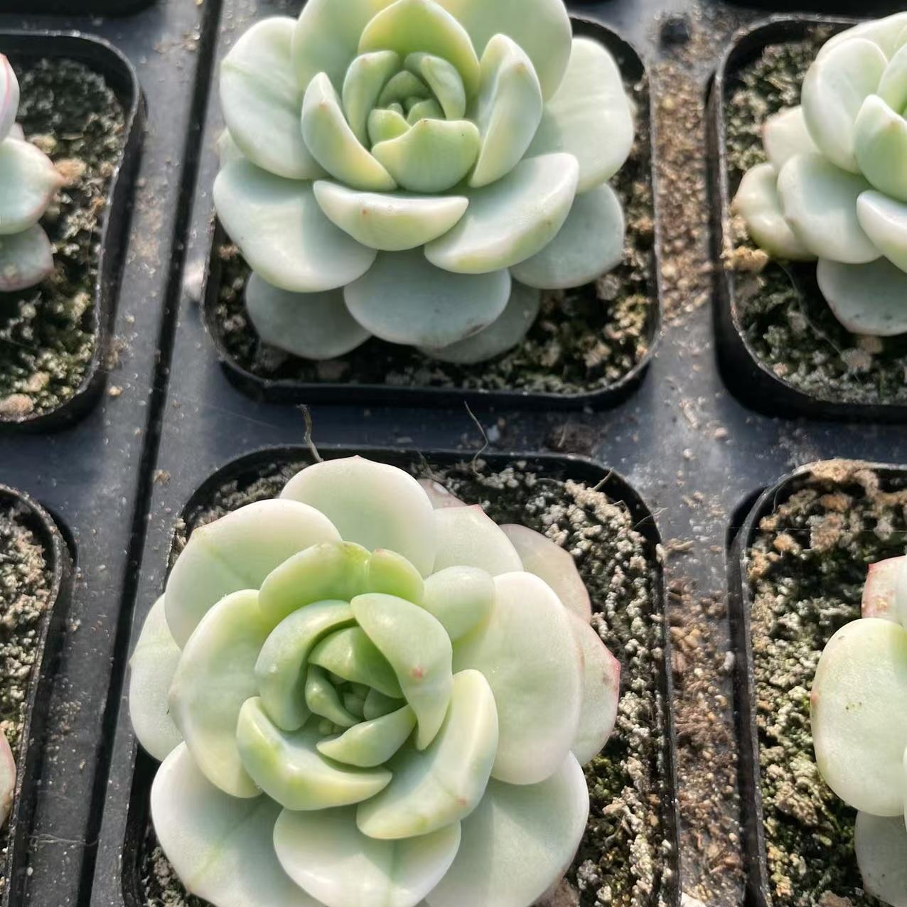 Echeveria Herb