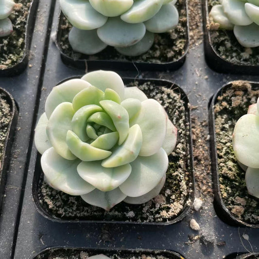 Echeveria Herb