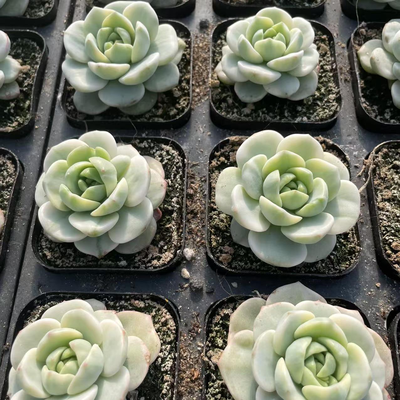 Echeveria Herb