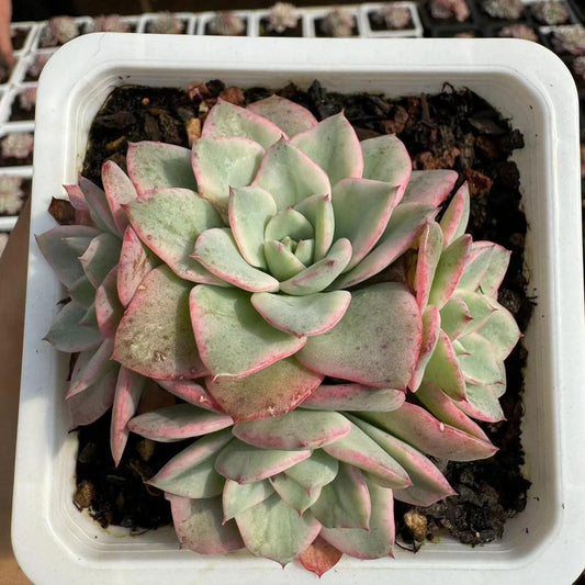 Echeveria Creamy Yellow Peach（cluster）