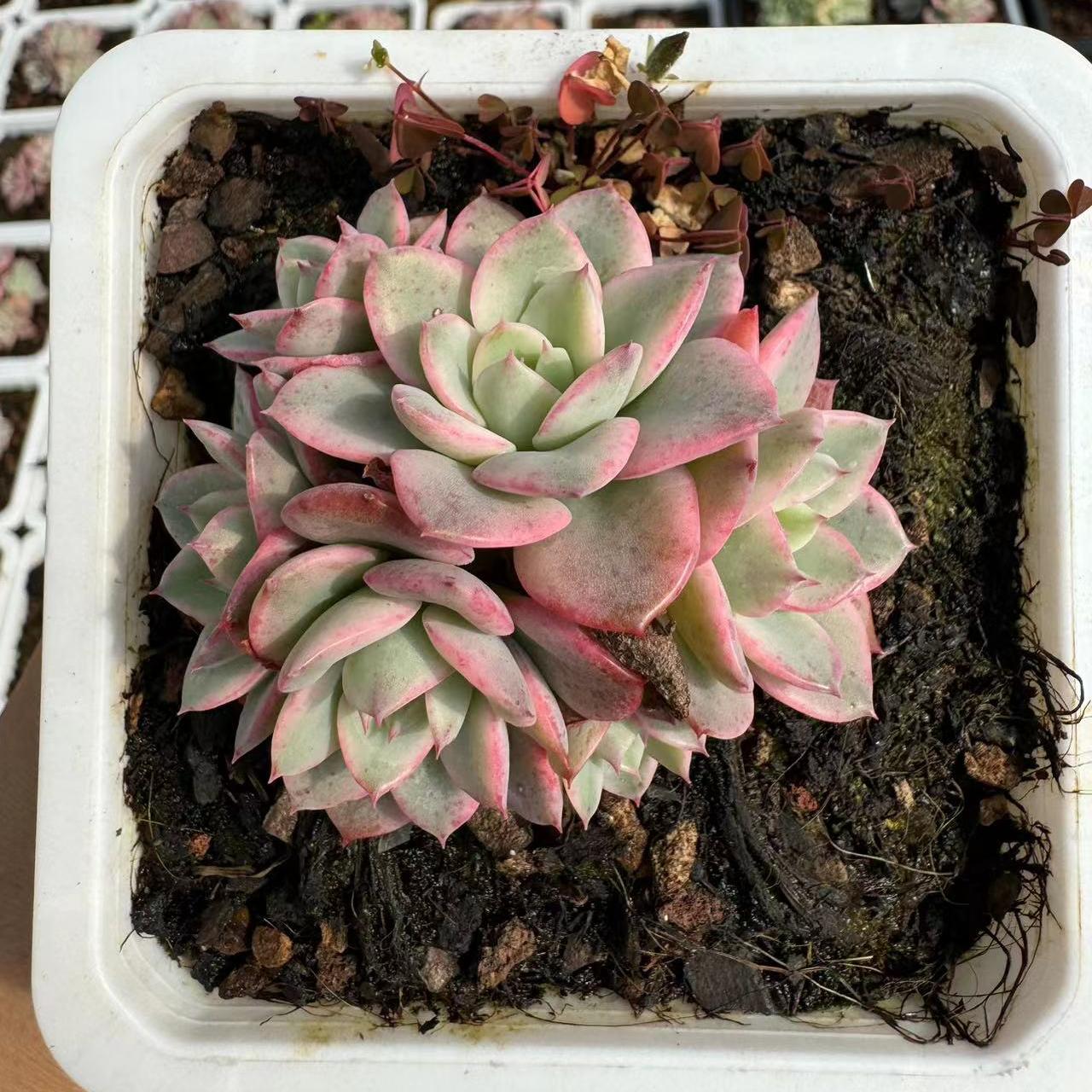 Echeveria Creamy Yellow Peach（cluster）