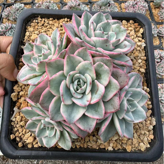 Echeveria Creamy Yellow Peach（cluster）