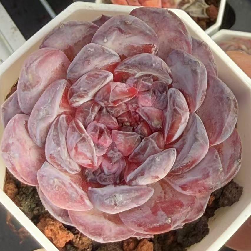 Echeveria