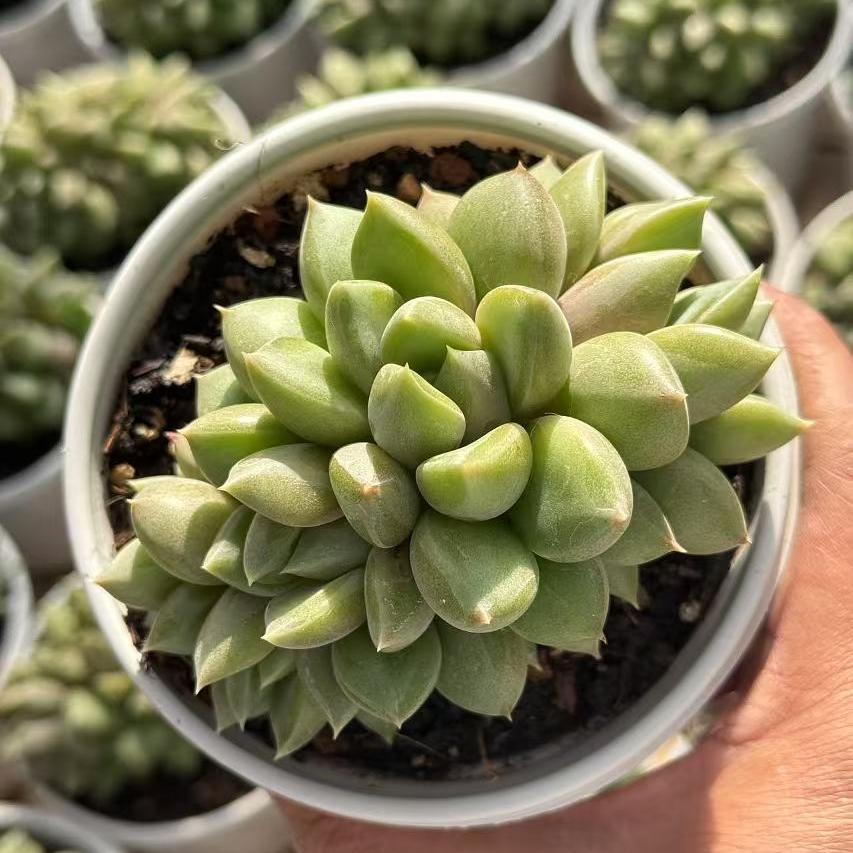 Echeveria