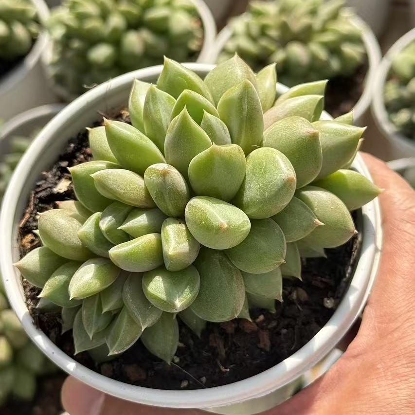 Echeveria