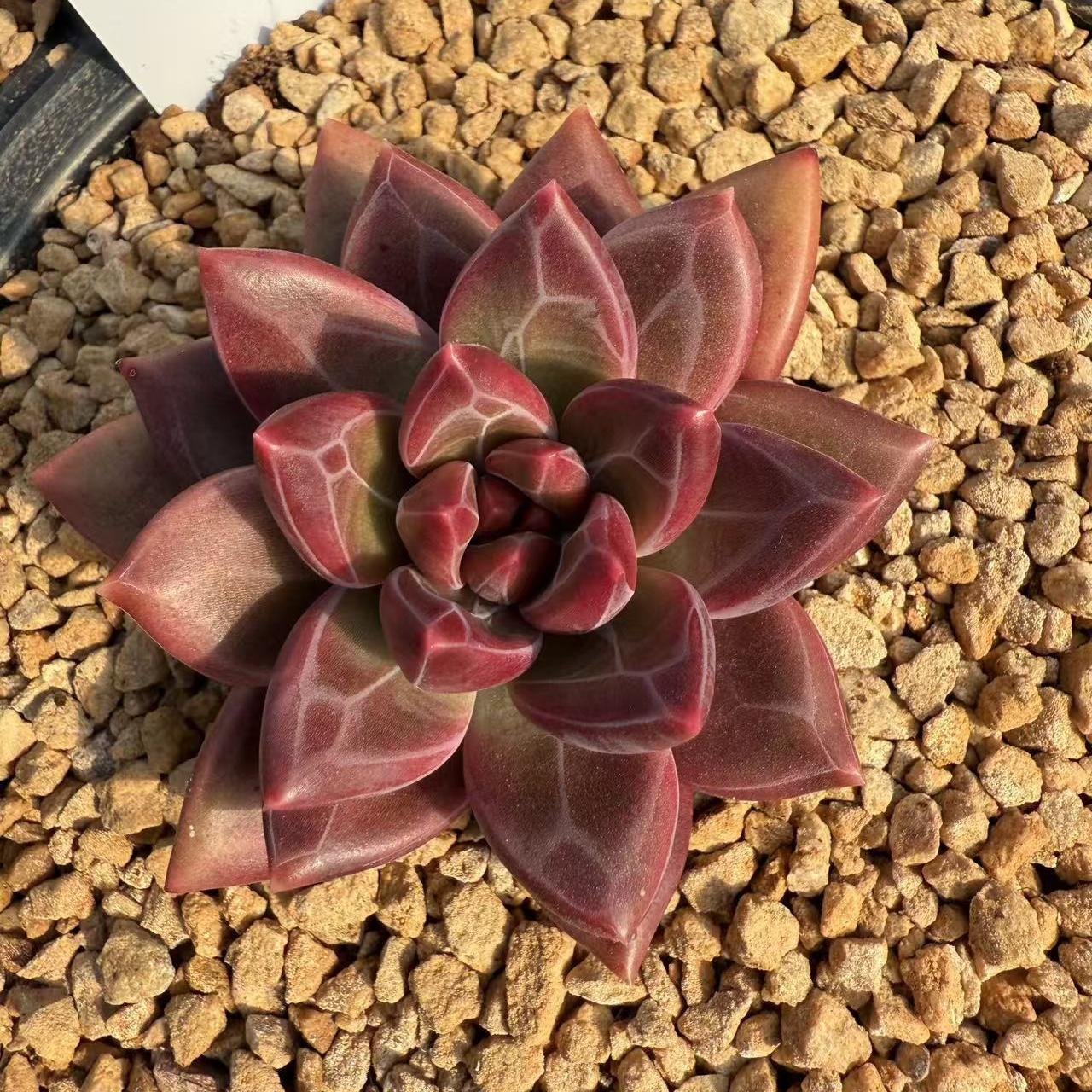 Echeveria