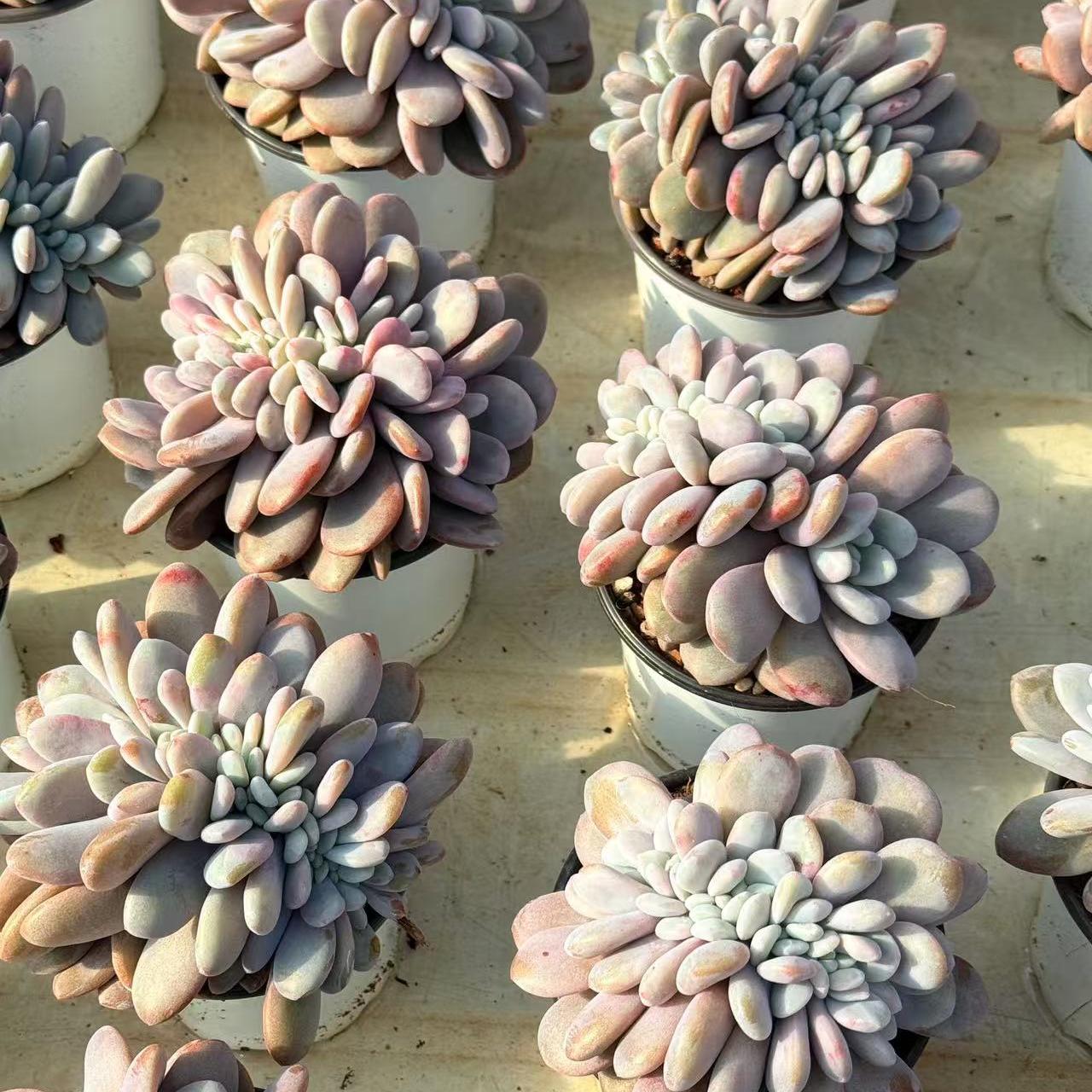 Echeveria