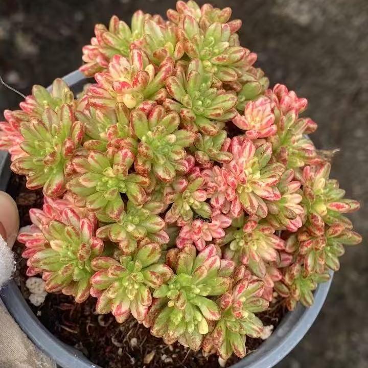 Echeveria
