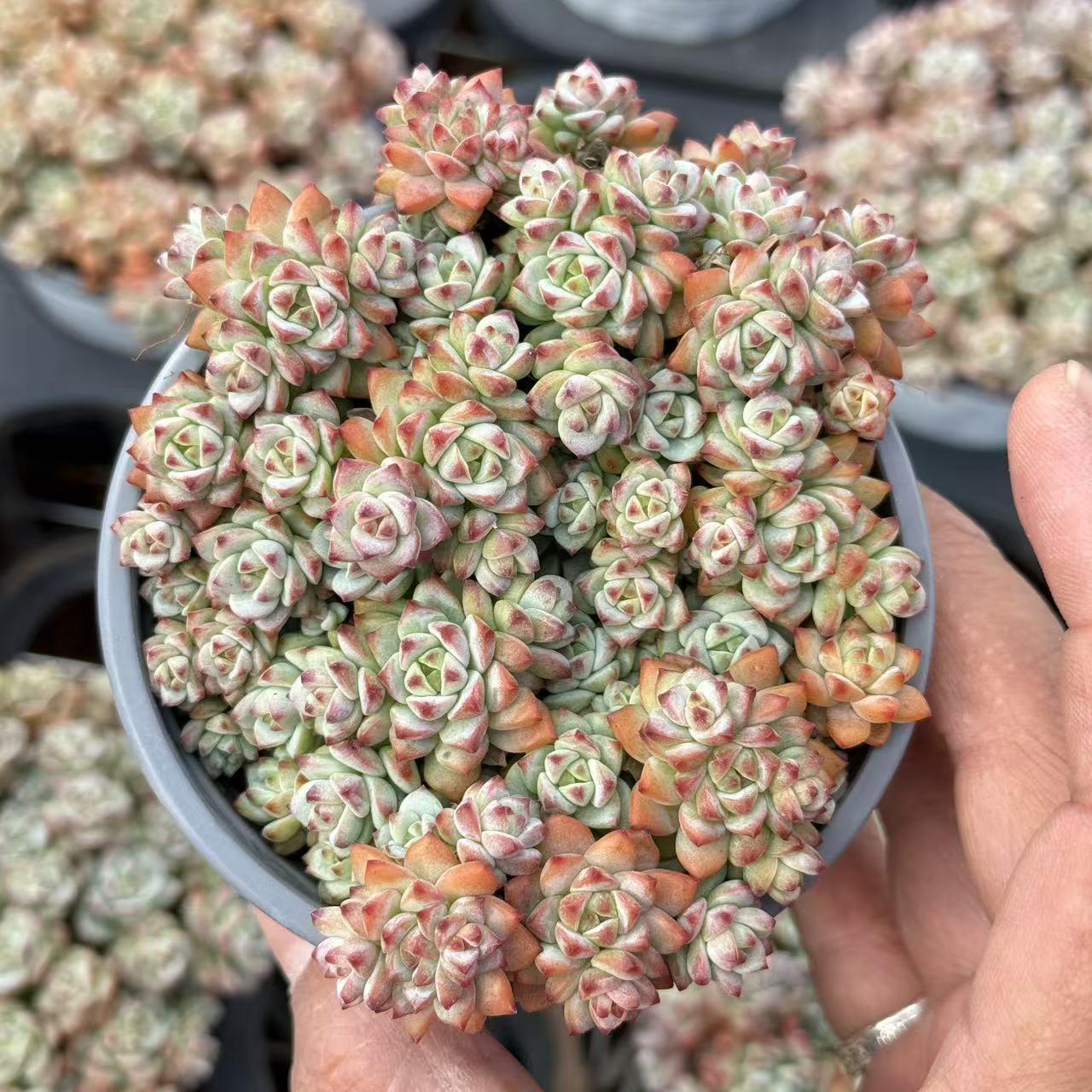Echeveria