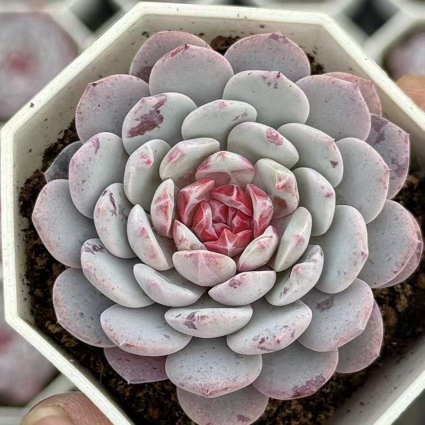 Echeveria
