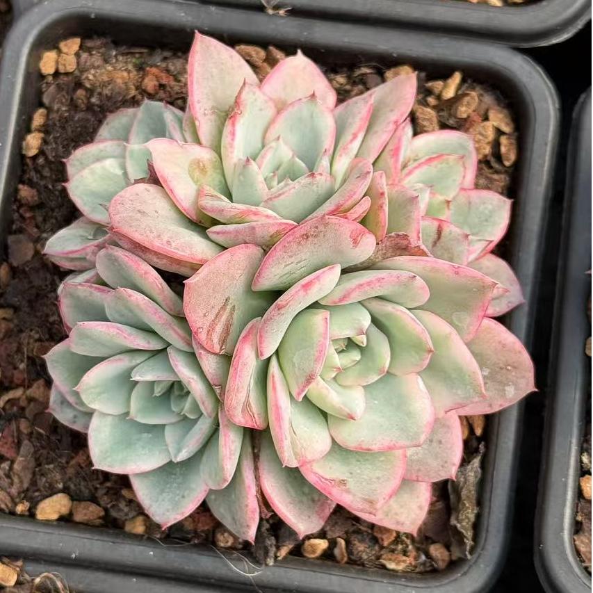 Echeveria
