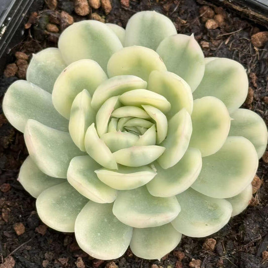 Echeveria
