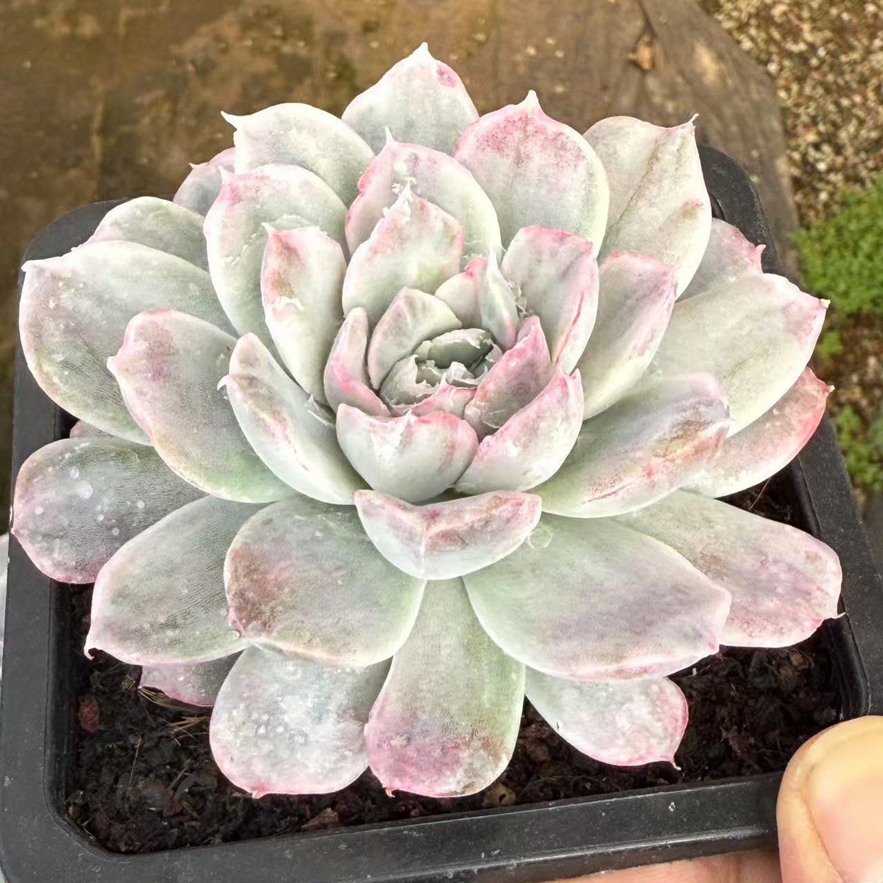 Echeveria