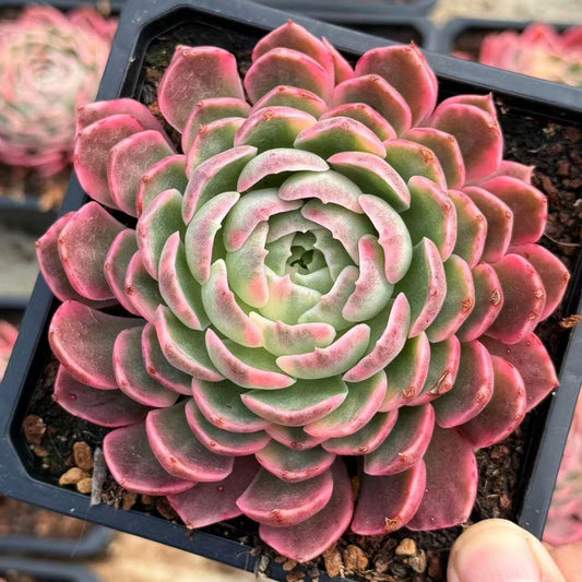 Echeveria