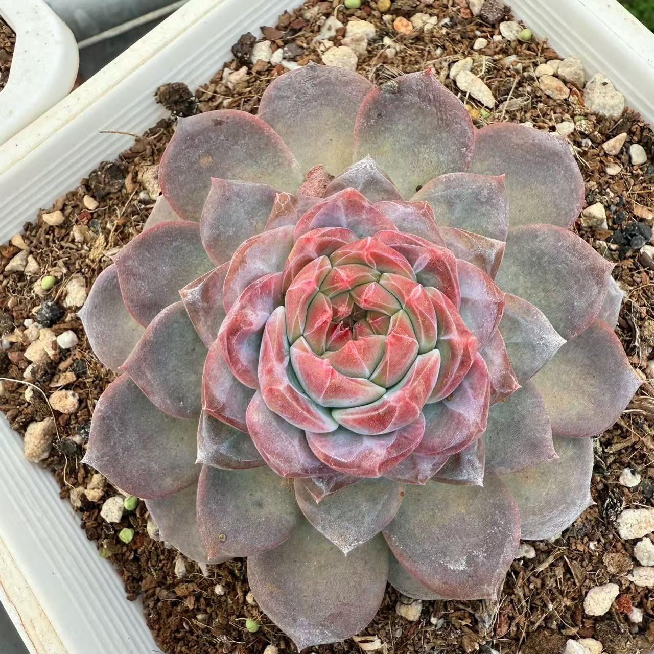 Echeveria