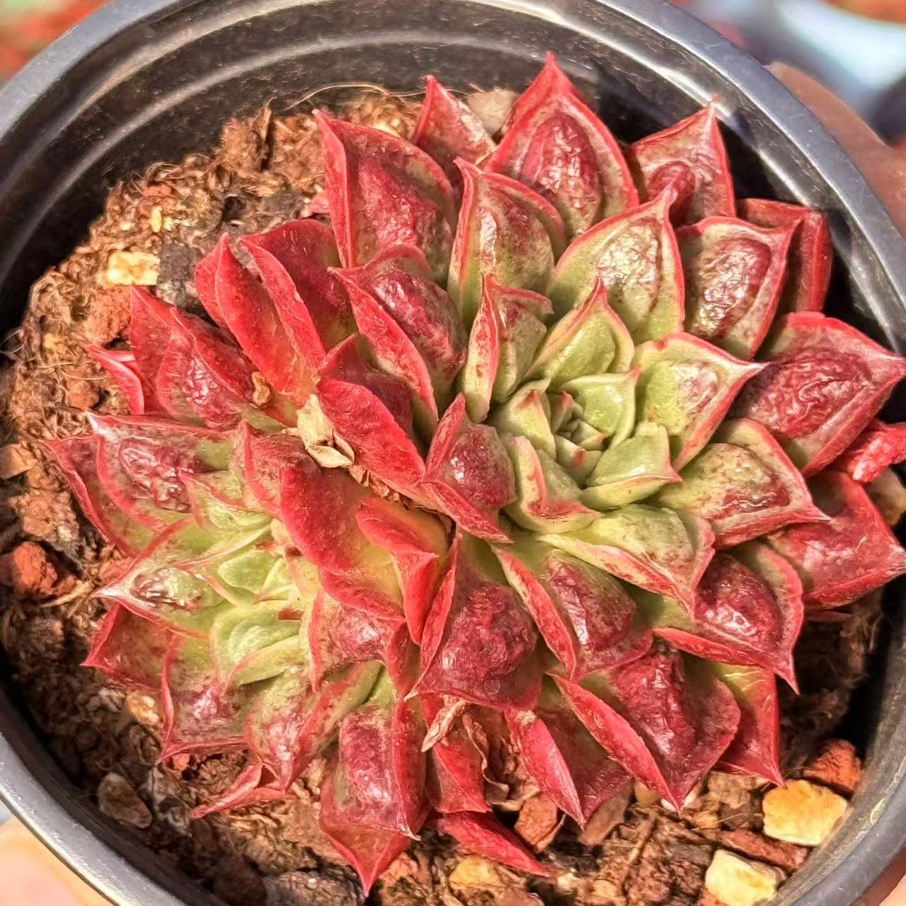 Echeveria