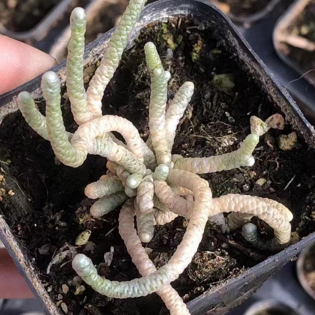 Echeveria