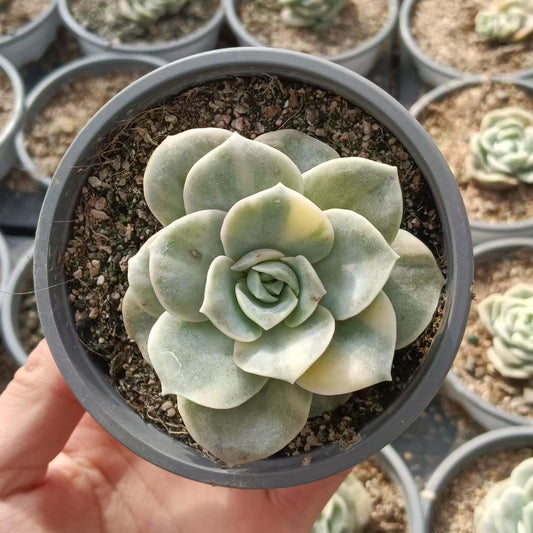 Echeveria Cute Rose